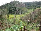 Deforestation / ©: WWF / Manora Leneveu / ©: WWF / Manora Leneveu