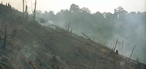 Slash and burn in Tesso Nilo, Riau Province, Sumatra, Indonesia / ©: WWF-Canon / WWF-Germany/A. Vedder Slash and burn in Tesso Nilo, Riau Province, Sumatra, Indonesia rel=