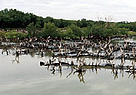 Severely degraded mangroves due to rising sea levels and clearing for commercial shrimp and salt ... / &copy;: WWF-Canon /  Adam OSWELL