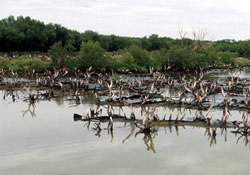 Severely degraded mangroves due to rising sea levels and clearing for commercial shrimp and salt farms, Thailand. These factors have contributed greatly to the destruction of large tracts of coastal mangroves in the country.