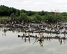 Severely degraded mangroves due to rising sea levels and clearing for commercial shrimp and salt farms, Thailand. These factors have contributed greatly to the destruction of large tracts of coastal mangroves in the country.