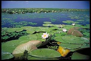 The Danube Delta is one of the most valuable natural areas on earth, including the world's largest ... / ©: Anton Vorauer, WWF / ©: Anton Vorauer, WWF