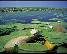 The Danube Delta is one of the most valuable natural areas on earth, including the world's largest reed beds and a globally important resting and breeding place for birds.