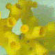 Image of deep sea coral (Dendrophyllia cornigera) from the ROV. © Marine Sciences Institute of Barcelona