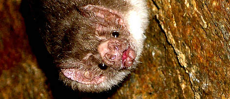 Vampire bat (Desmodus rotundus), Picture taken at Sangayan Island, Paracas National Reserve, ... / ©: Wikipedia rel=