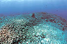 Destroyed coral reef as result of dynamite fishing, the Philippines. / &copy;: WWF-Canon / Jürgen FREUND