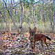 A male dhole. The dhole is a competitor to the leopard. © WWF-Greater Mekong / WWF-Cambodia SWAP team