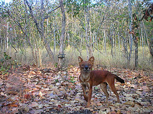 Dhole in camera trap image
