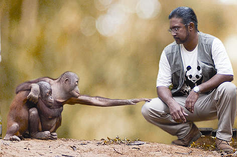 CEO of WWF Malaysia, Dr Dionysius S.K. Sharma, with 2 orang-utans. Malaysia. / ©: WWF-Malaysia/Lee Mee See An organ-utan stretching its arm out and touching the knee of a crouched man beside it. rel=