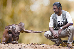 Direktor WWF Malezije, dr. Dionysius S.K.Sharma, sa dva orangutana / ©: WWF-Malaysia/Lee Mee See An organ-utan stretching its arm out and touching the knee of a crouched man beside it. / ©: WWF-Malaysia/Lee Mee See