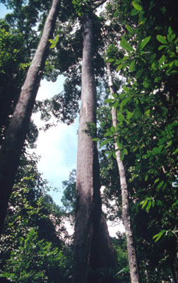 Large Dipterocarpaceae tree, a popular timber species. / &copy;: WWF-Canon / Sylvia Jane YORATH