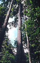 Large Dipterocarpaceae tree, a popular timber species. / ©: WWF-Canon / Sylvia Jane YORATH Large Dipterocarpaceae tree, a popular timber species. / ©: WWF-Canon / Sylvia Jane YORATH