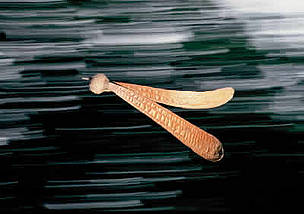 Dipterocarp seed falling on the water, Kalimantan, Indonesia / ©: WWF-Canon / Alain COMPOST / ©: WWF-Canon / Alain COMPOST