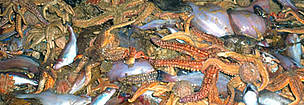 Discarded catch by deep-sea trawler, North Atlantic Ocean. / ©: WWF-Canon / Mike R. JACKSON Discarded catch by deep-sea trawler, North Atlantic Ocean. / ©: WWF-Canon / Mike R. JACKSON