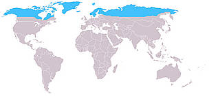 The arctic fox can be found all the way around the circumpolar north / ©: Wikipedia / based on information from the IUCN Canid Specialist Group The arctic fox can be found all the way around the circumpolar north / ©: Wikipedia / based on information from the IUCN Canid Specialist Group