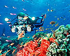 Some 1,800 new species of marine species are discovered each year.