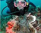 WWF Thailand will be providing online information for foreign divers planning on visiting Thailand who would like to volunteer in the clean up of debris on coral reefs.