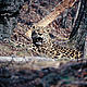 &copy; WWF-Russia / ISUNR