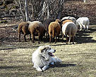 Guard dogs are being trained to protect livestock from fox, raven and  wolves. There is also some evidence that they have scared bears away too. Ticino, Switzerland.