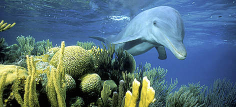 Bottlenose dolphin ((Tursiops truncatus), Belize. / ©: naturepl.com/Doug Perrine / WWF rel=