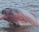 Pink river dolphin, Orinoco River, Colombia.