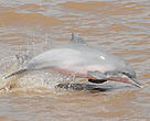 Grey dolphin breaching the waters of the Amazon River, Colombia.