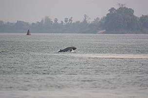 Cambodia Dolphins