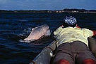 Spotting a dolphin on the Orinoco River. / ©: Fundación Omacha Man on the bow of the ship with pink dolphin breaking the surface in front of him. / ©: Fundación Omacha