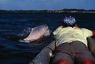 Man on the bow of the ship with pink dolphin breaking the surface in front of him.