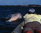 Man on the bow of the ship with pink dolphin breaking the surface in front of him.