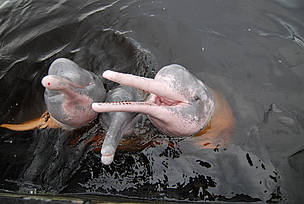 rencontre femme jaguar