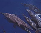Spinner dolphins, Stenella longirostris. Papua New Guinea