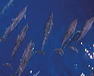 Spinner dolphins, Stenella longirostris. Papua New Guinea