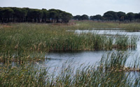 Marshlands are an important part of the Doñana National Park ecosystem. Andalusia, Spain. / ©: WWF-Canon / Michel Gunther / ©: WWF-Canon / Michel Gunther