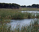 Marshlands are an important part of the Doñana National Park ecosystem. Andalusia, Spain.