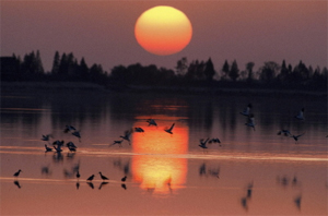 Pied avocets (Recurvirostra avosetta) flying at sunset in East Dongting Lake, a Ramsar wetland ... / ©: Yifei ZHANG / WWF-Canon / ©: Yifei ZHANG / WWF-Canon