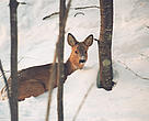 A roe deer tries to deal with the heavy snow in northern Primorye
