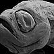 &copy; Natural History Museum London