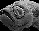 Dracula fish (Danionella dracula) 