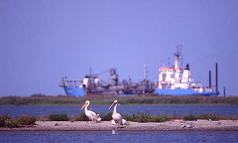 Dredger and pelicans in the Danube Delta. / ©: Anton Vorauer rel=