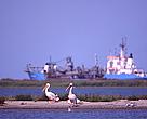 Dredger and pelicans in the Danube Delta.