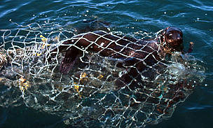 Seal caught in a drift net, West Coast National Park, South Africa. / ©: Sandra Mbanefo Obiago / WWF-Canon / ©: Sandra Mbanefo Obiago / WWF-Canon