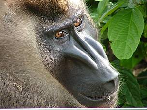 Wildlife species in the area include the Drill (Mandrillus leucophaeus), / ©: WWFCARPO/CFP / ©: WWFCARPO/CFP