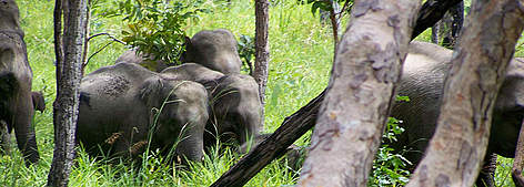 Wild Asian elephants in the dry forests of Cambodia. / ©: WWF Greater Mekong rel=