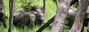  / &copy;: WWF Greater Mekong