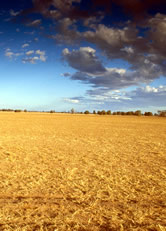 Farmland lies dry and life-less as a result of land clearing and extreme drought conditions. ... / ©: WWF-Canon / Adam OSWELL Farmland lies dry and life-less as a result of land clearing and extreme drought conditions. ... / ©: WWF-Canon / Adam OSWELL