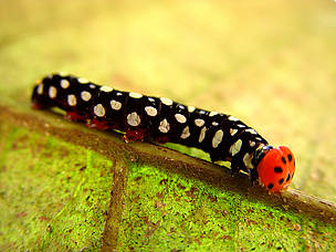 Caterpillar, Dzanga-Sangha / ©: Chloé Cipolletta / ©: Chloé Cipolletta