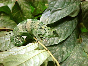 Chameleon, Dzanga-Sangha / ©: Chloé Cipolletta / ©: Chloé Cipolletta