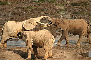 Elephants in Dzanga-Sangha / ©: Chloé Cipolletta / ©: Chloé Cipolletta