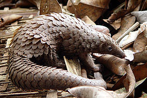 Pangolin, Dzanga-Sangha / ©: Chloé Cipolletta / ©: Chloé Cipolletta
